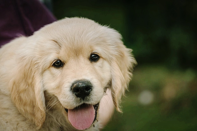 이미지 기사(5.25) 반려동물 가구 늘었는데…펫보험 가입률은 '1%대'