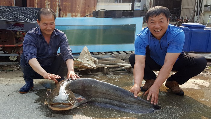 충남 청양서 대형 메기 잡혀…길이 1m <em class='find'>35</em>㎝ㆍ무게 38㎏