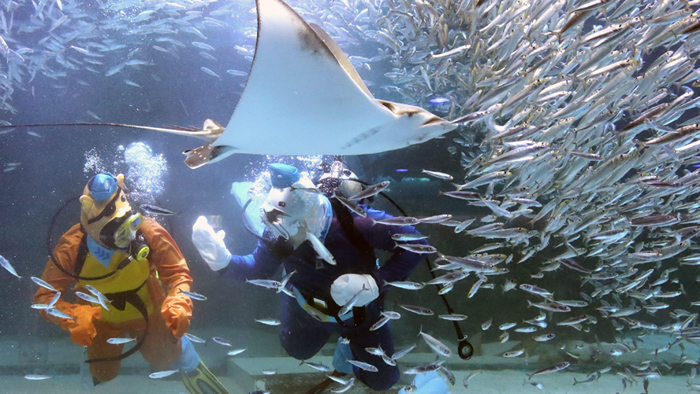 [<em class='find'>영상</em>구성] '바다 탐험대 옥토넛'…수중공연으로 만나요!