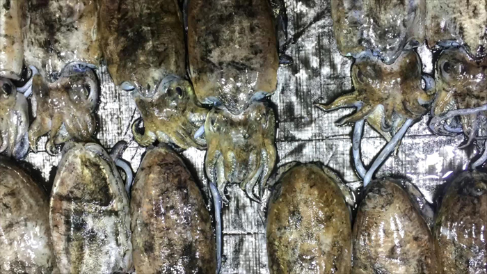 오징어뼈를 지혈제로…<em class='find'>전</em>남 어르신들의 구전지식 발굴