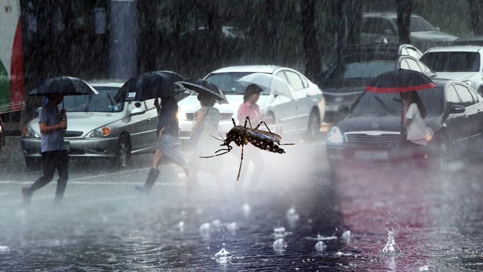 5월 폭우 뒤 감염병 우려…모기ㆍ진드기 조심