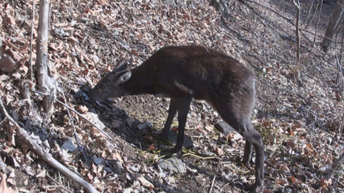 멸종위기 사향노루 비무장지대 낮나들이 포착