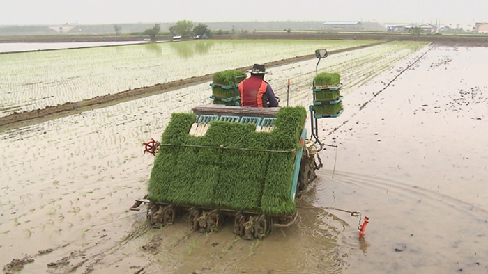 빨라지는 모내기 농사 망쳐…수확량 감소에 품질 저하