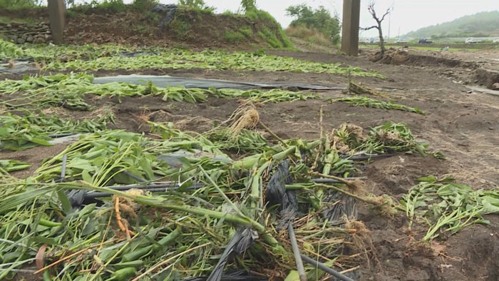 태풍 '쁘라삐룬'<em class='find'>에</em> 농작물 8천500㏊ 침수