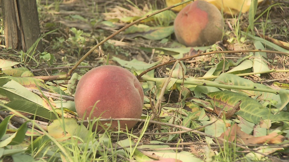 집중호우와 태풍…"적절한 농작물 관리 필수"