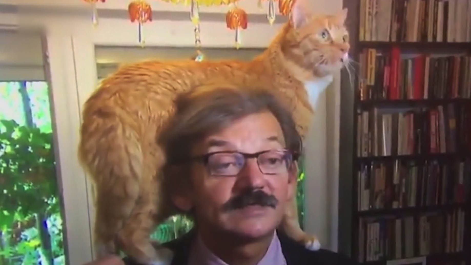 유쾌한 방송사고…폴란드 교수 인터뷰 중 '냥이 기습'