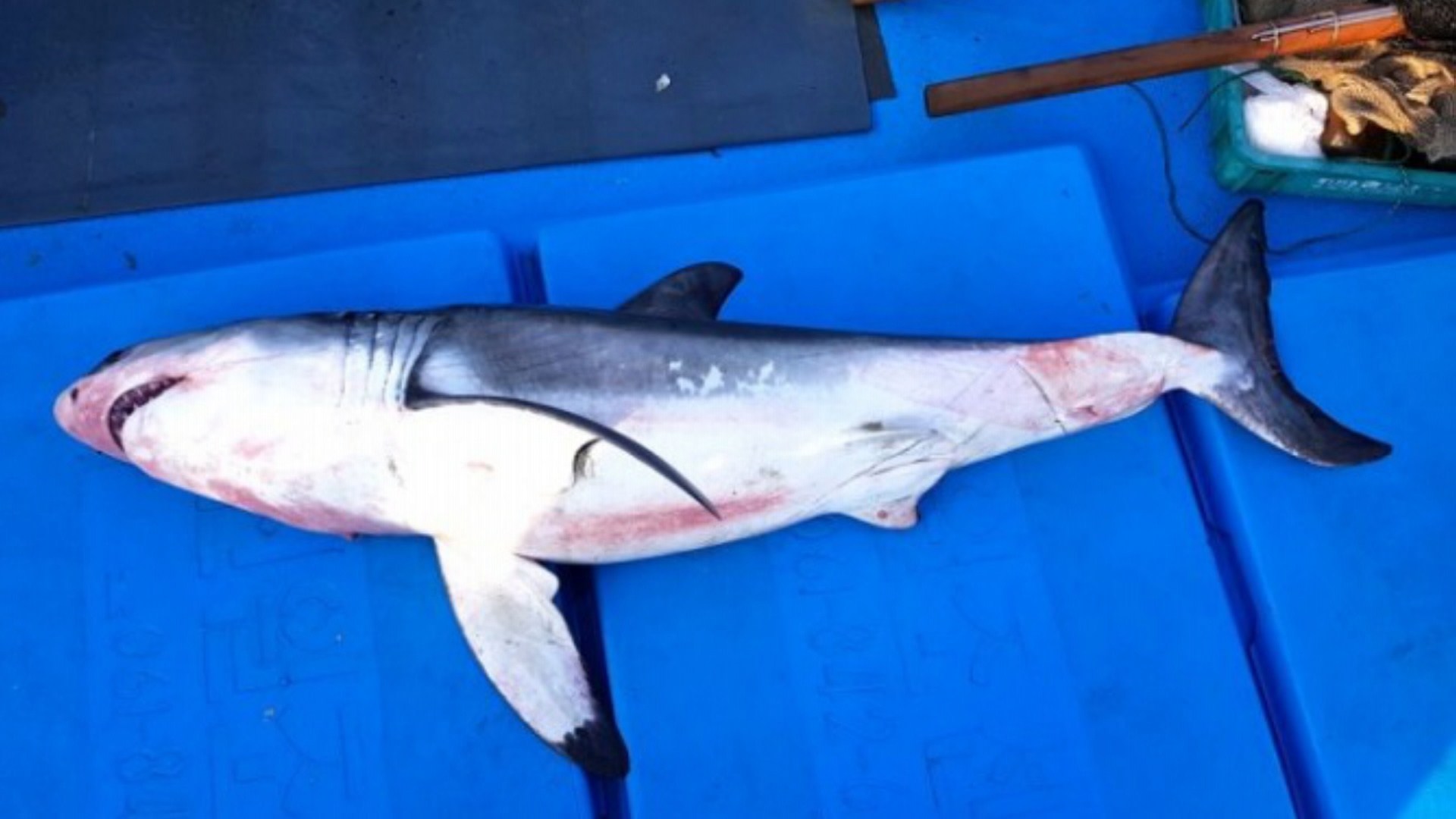 경주 앞바다<em class='find'>에</em>서 '식인상어' 백상아리 사체 발견