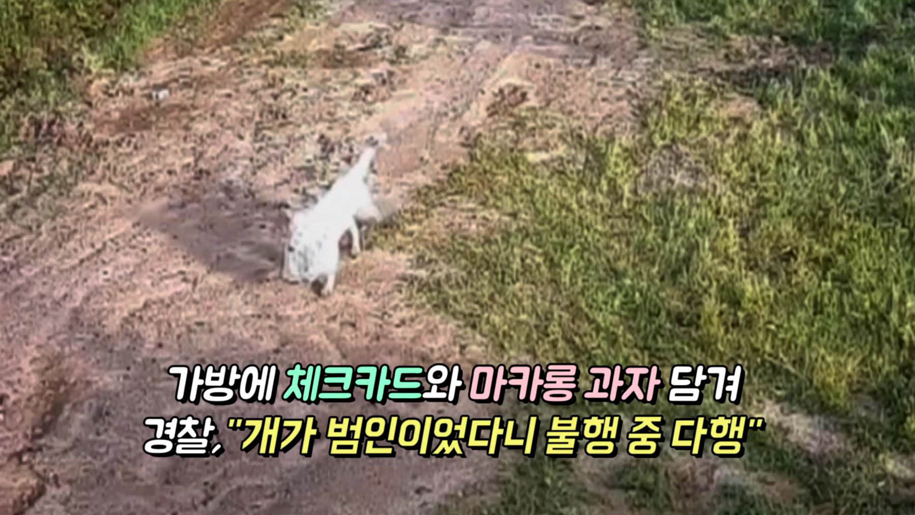 [<em class='find'>영상</em>구성] 가방 절도범 알고보니 견공…수사하던 경찰 '허탈'