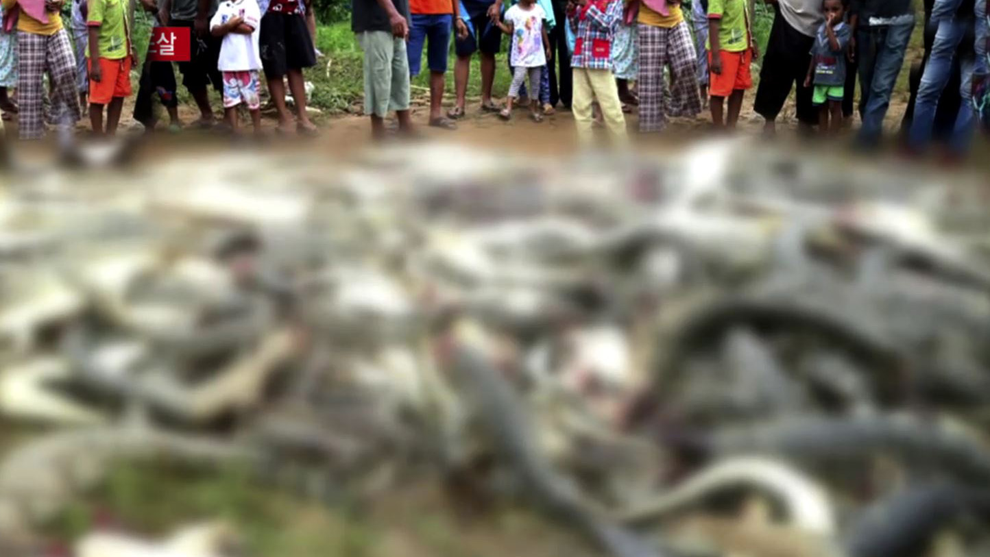'악어에 물려 숨진 이웃의 복수'…악어 292마리 도살