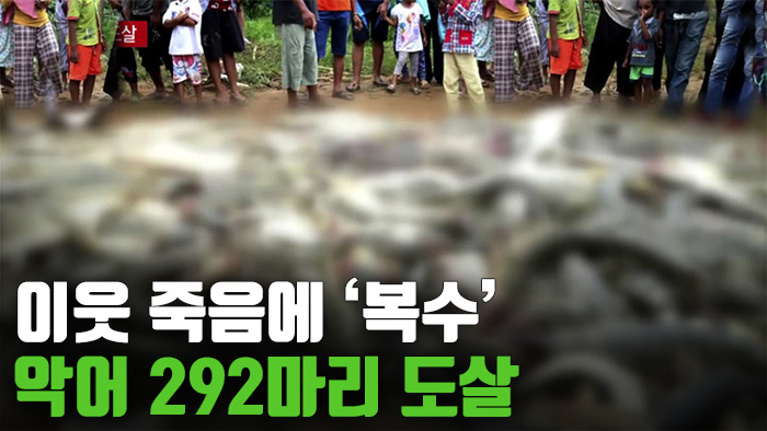 [자막뉴스] '악어에 물려 숨진 이웃의 복수'…악어 292마리 도살