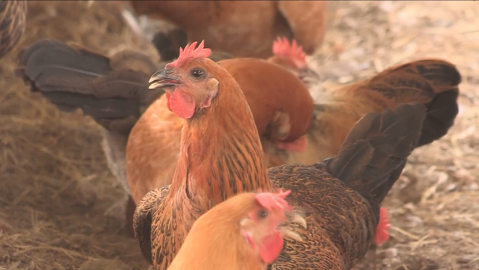 산란계ㆍ오리 사육 급증…산지가격 '뚝'