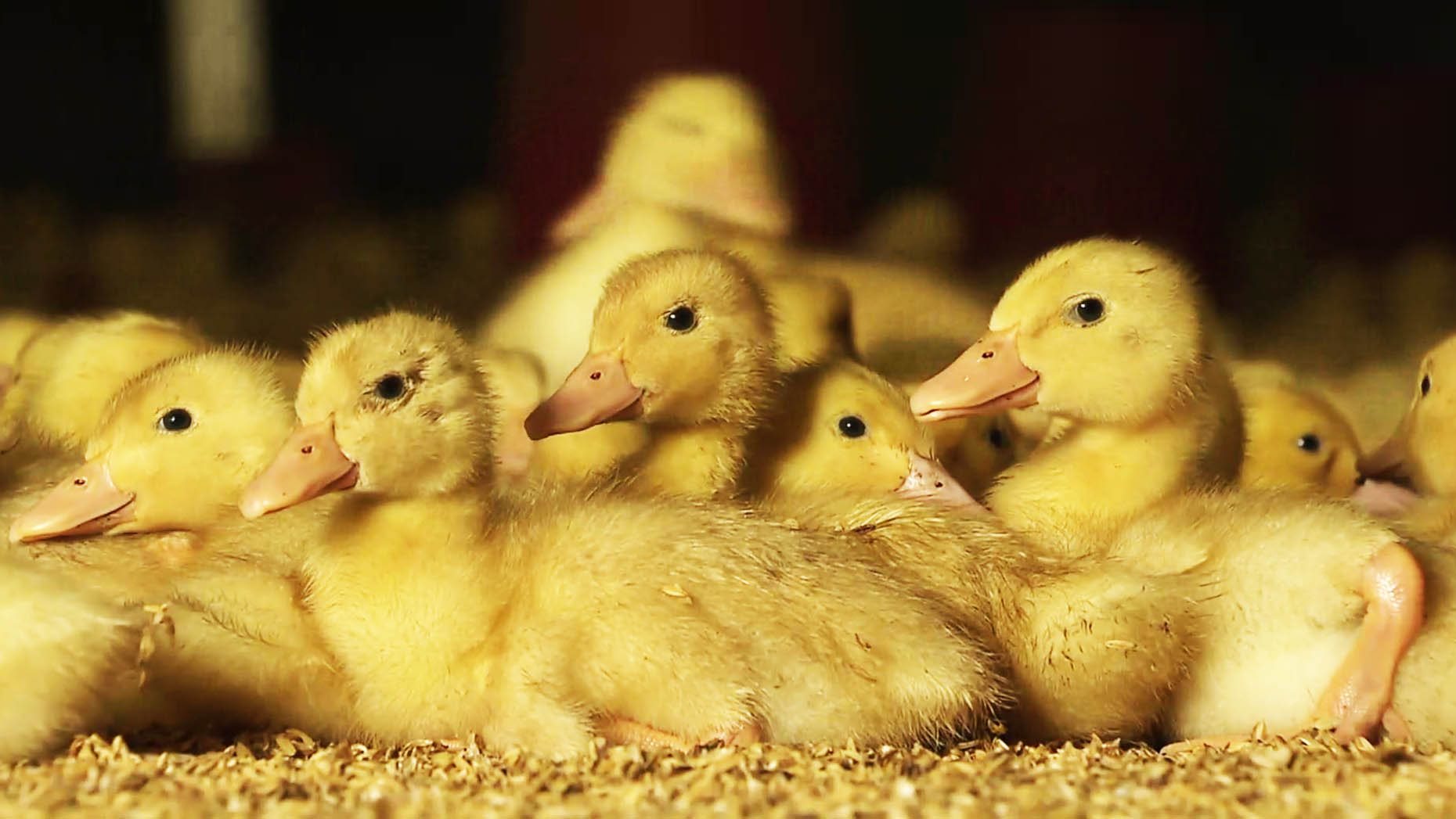 폭염에 가축 110만마리 폐사…고온 스트레스 줄여야