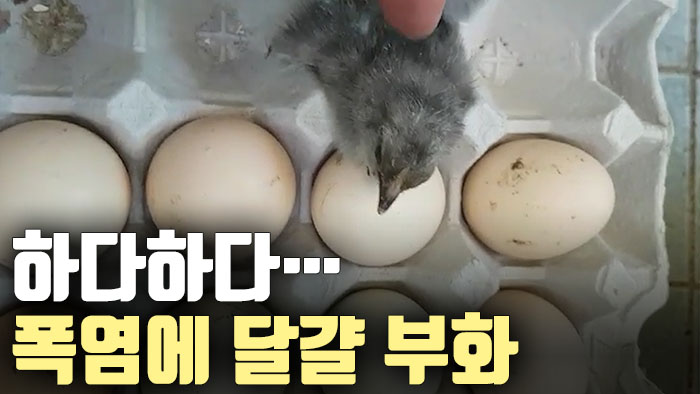 [시청자제보] 폭염에 이런 일까지…"베란다서 병아리가 부화했어요"