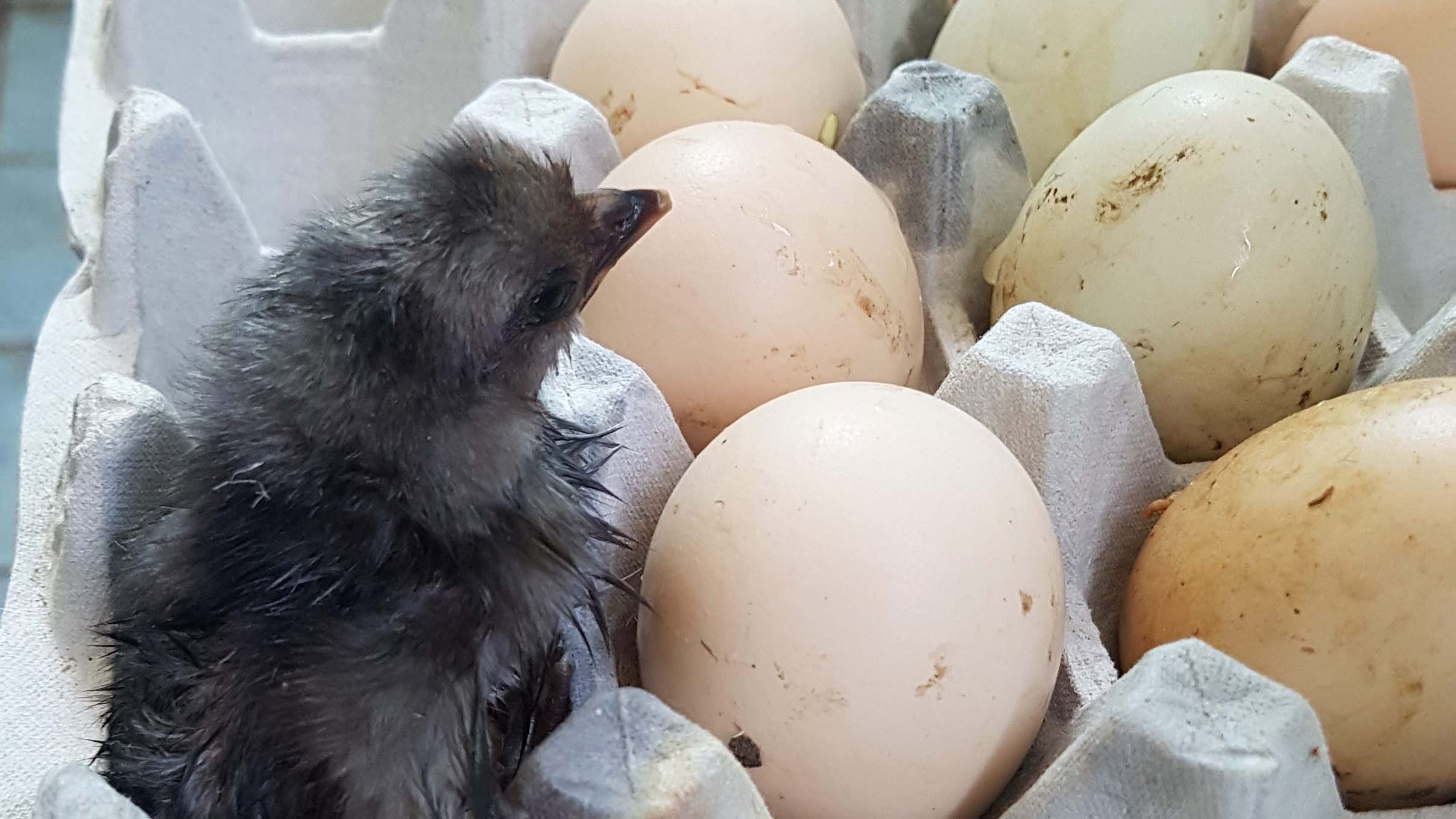 "삐약삐약, 엄마 어딨어" 베란다서 부화한 병아리