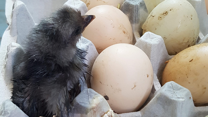 [핫뉴스] 폭염으로 베란다서 병아리 자연부화 外