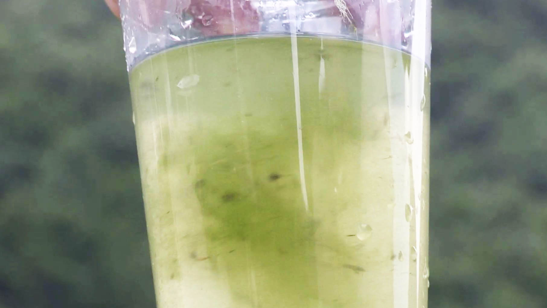 폭염에 전국 녹조 비상…"8월 중순 최고조 예상"