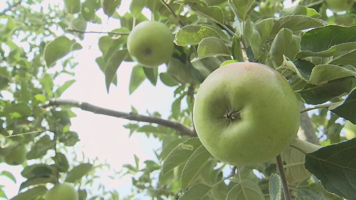"풋사과 아오리 아웃"…맛있는 국산 여름사과 출시