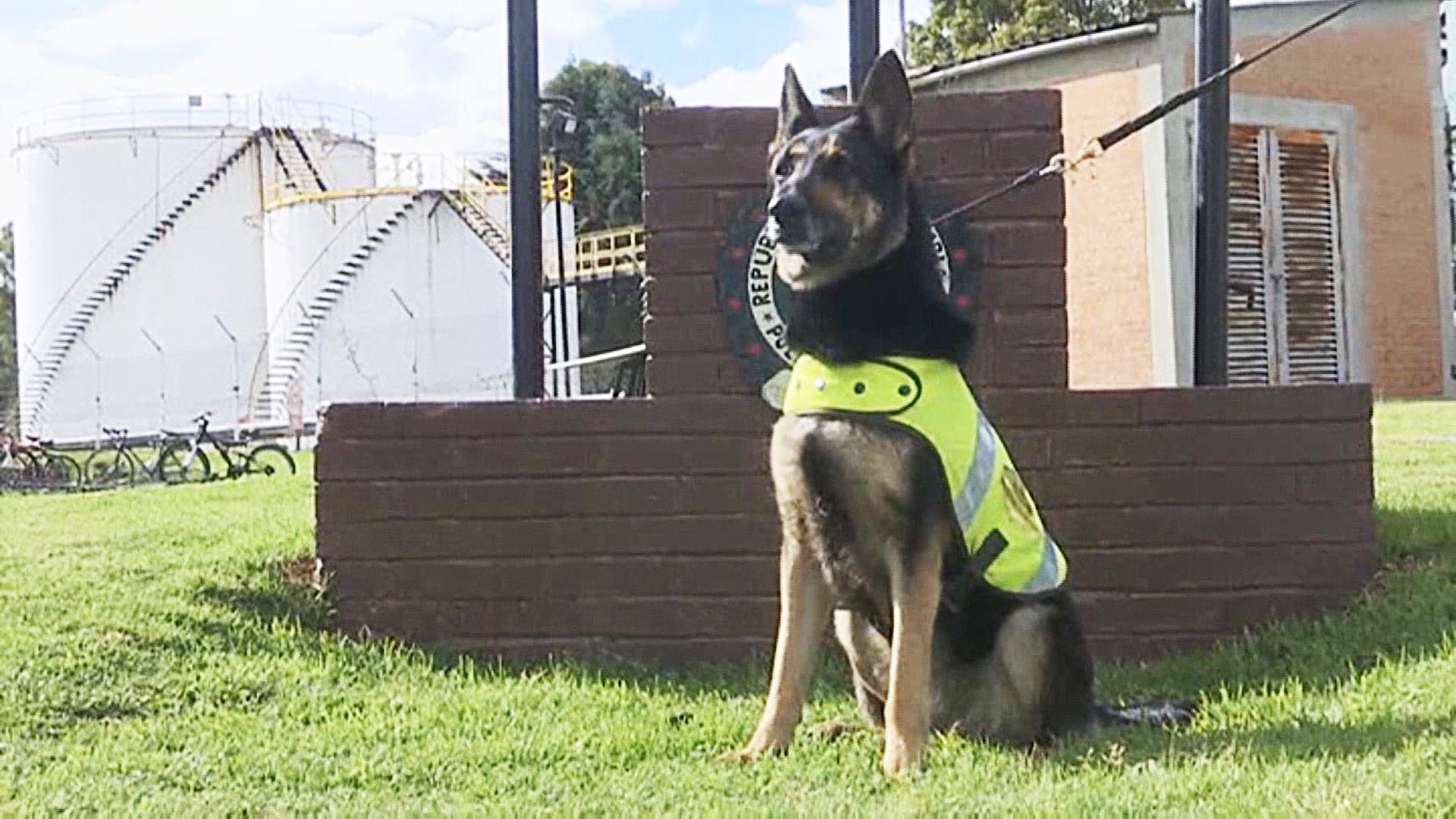 마약 갱단 '탐지견과의 <em class='find'>전쟁</em>'…현상금 내걸어