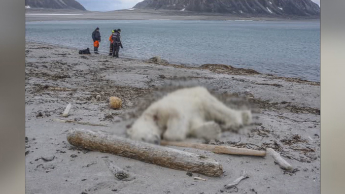 사람 머리 문 북극곰 vs 총 쏜 사람…정당방위?