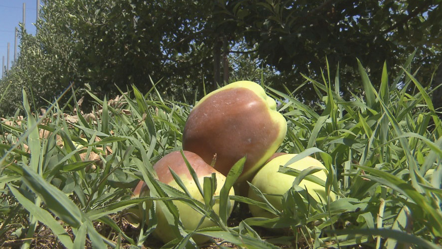 햇볕에 데인 사과ㆍ말라죽는 인삼…기술로 피해 '뚝'