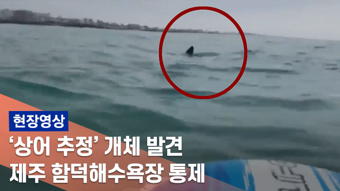 [현장] 제주 함덕해수욕장에 상어 출현…하마터면 사고 날 뻔