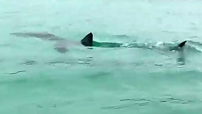 [핫클릭] 제주 함덕해수욕장에 상어 출현…한때 입욕 통제 外