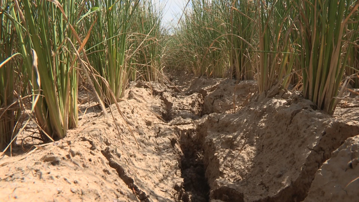 '마른 장마' 언제까지…커지는 가뭄 걱정