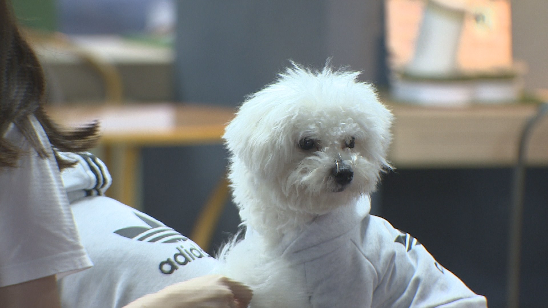 앱으로 부르는 펫시터…맡기기 <em class='find'>전</em> 확인은 필수