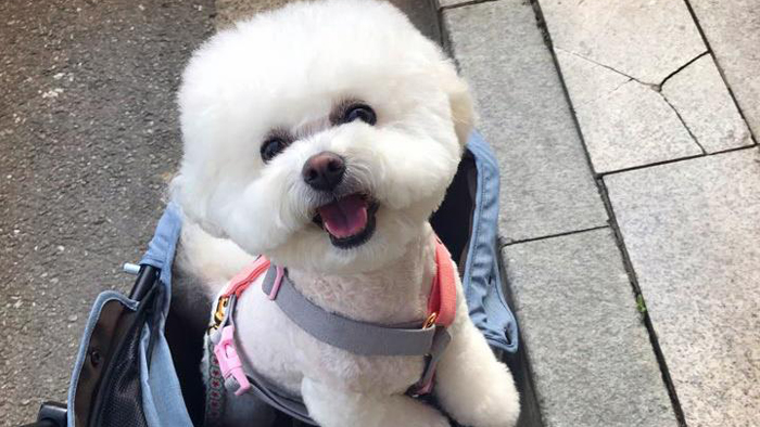 '내 엔돌핀'…반려동물과 10<em class='find'>분</em>만 놀아도 스트레스↓