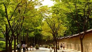 더위가 비껴가는 곳…서울 녹음길 220선