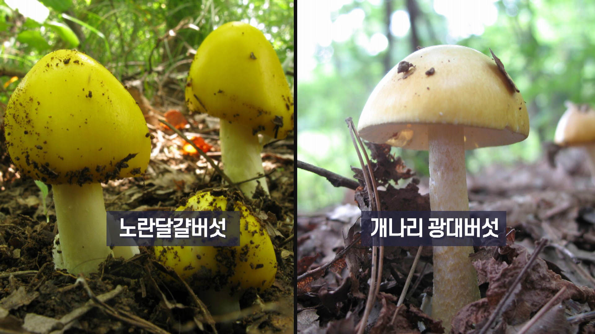 "함부로 먹지 마세요"…식용 비슷한 독버섯 주의