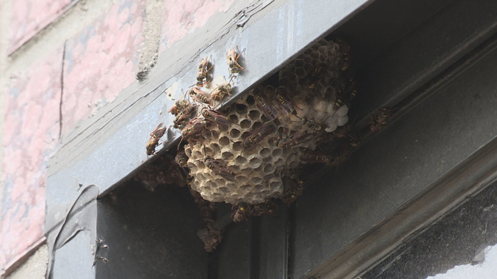 태풍 가고 다시 무더위…야외활동 때 벌 쏘임 '주의'
