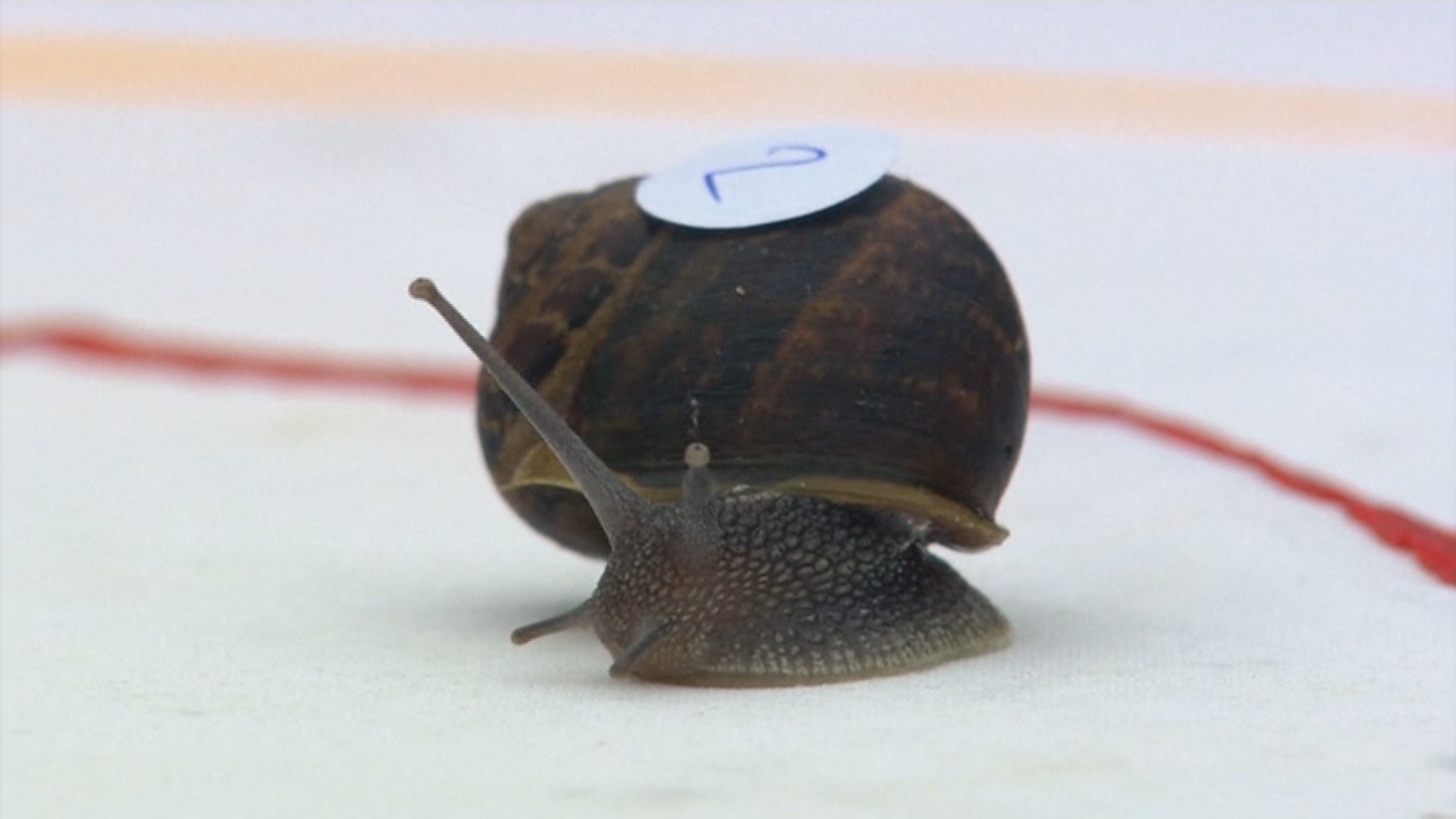 세상에서 제일 느린 대회…달팽이 경주대회