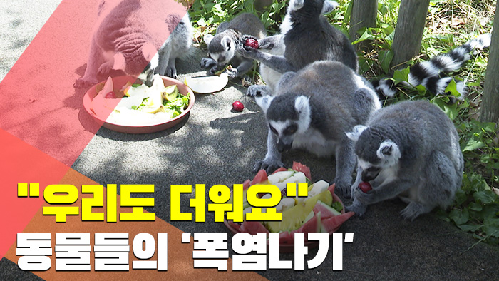 [현장] "우리도 더워요" 동물들의 이색 폭염나기