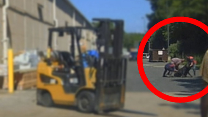 美 달아난 소 붙잡아 길거리 도살 논란