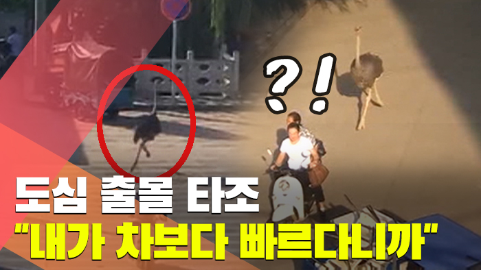 中 도심 출몰 타조 "내가 차보다 빠르다니까"