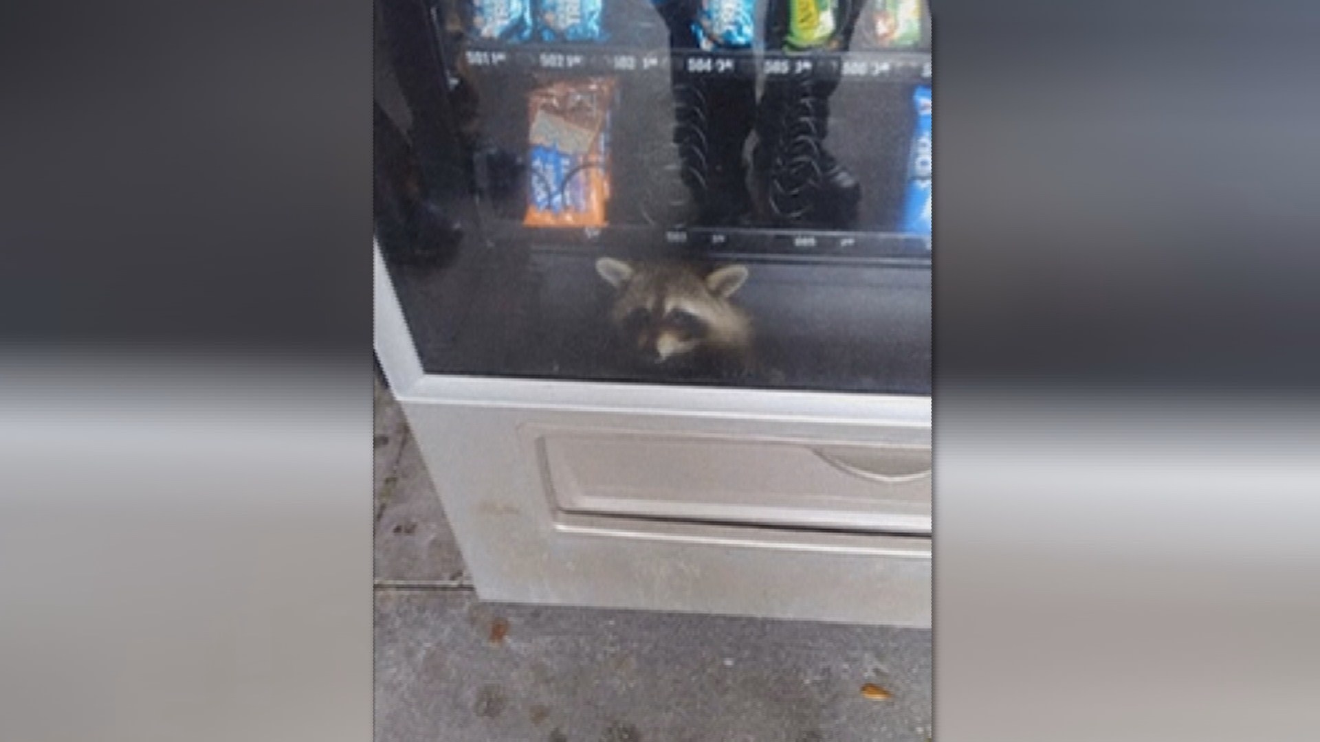 "네가 왜 거기서 나와?" 자동판매기에 갇힌 라쿤