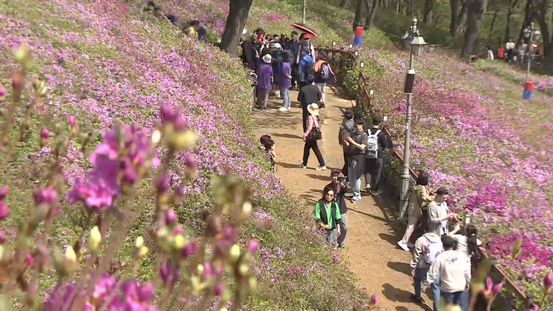 군포 철쭉 동산 연분홍 꽃바다…봄꽃의 향연 만끽